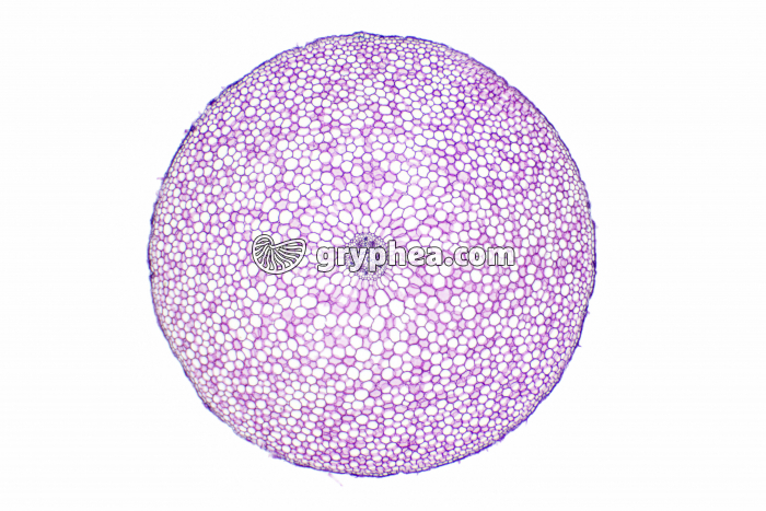 Racine de Ficaire tubérisée - coupe totale CT x7 - gryphea.com